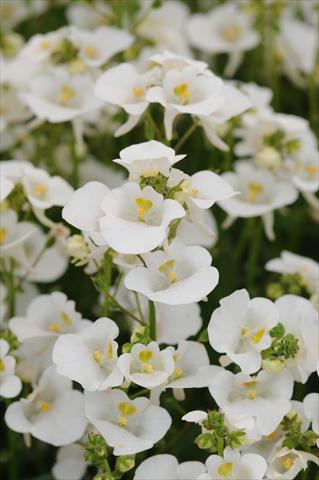 Foto de variedad de flores para ser usadas como: Maceta y planta de temporada Diascia barberae Experimental White