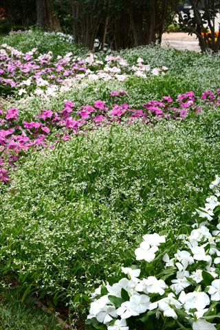 Foto de variedad de flores para ser usadas como: Maceta y planta de temporada Euphorbia graminea Mixed Landscape Santa Paula
