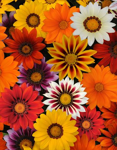 Foto de variedad de flores para ser usadas como: Maceta y planta de temporada Gazania rigens New Day Mix Improved