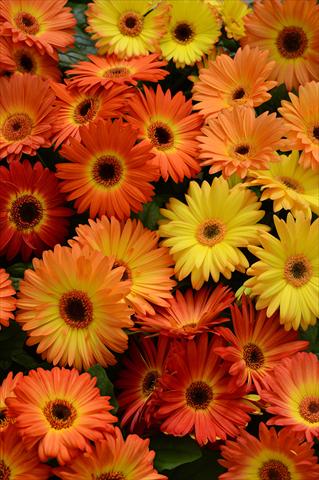 Foto de variedad de flores para ser usadas como: Maceta y planta de temporada Gerbera jamesonii Revolution Bicolor Orange Yellow