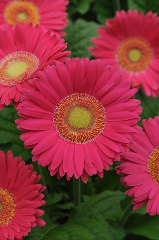 Foto de variedad de flores para ser usadas como: Maceta y planta de temporada Gerbera jamesonii Revolution Bright Rose Light Eye