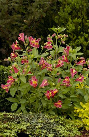 Foto de variedad de flores para ser usadas como: Planta de temporada / borde del macizo Alstroemeria Inca® Obsession