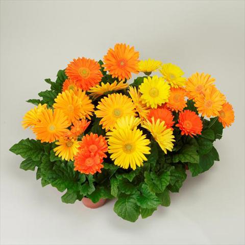 Foto de variedad de flores para ser usadas como: Maceta y planta de temporada Gerbera jamesonii Revolution Harvest Brights