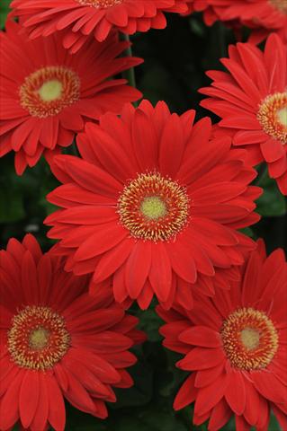 Foto de variedad de flores para ser usadas como: Maceta y planta de temporada Gerbera jamesonii Revolution Red Light Eye