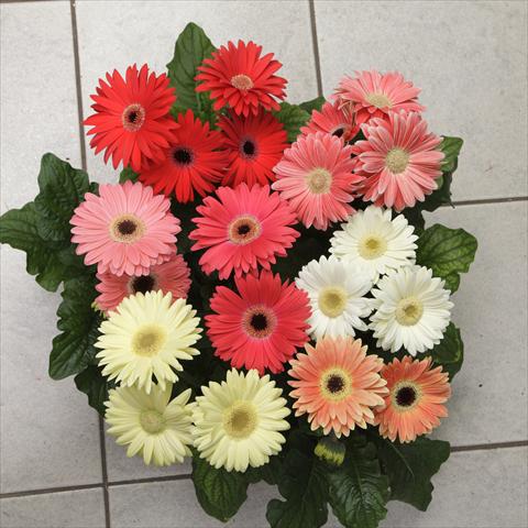 Foto de variedad de flores para ser usadas como: Maceta y planta de temporada Gerbera jamesonii Revolution Spring Pastels Improved