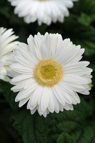 Foto de variedad de flores para ser usadas como: Maceta y planta de temporada Gerbera jamesonii Revolution White Light Eye