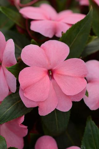 Foto de variedad de flores para ser usadas como: Maceta y planta de temporada Impatiens hawkerii Divine Pink Improved