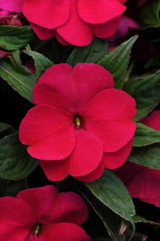 Foto de variedad de flores para ser usadas como: Maceta y planta de temporada Impatiens hawkerii Divine Violet Improved