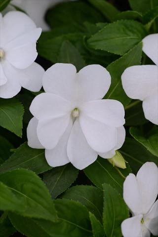 Foto de variedad de flores para ser usadas como: Maceta y planta de temporada Impatiens hawkerii Divine White
