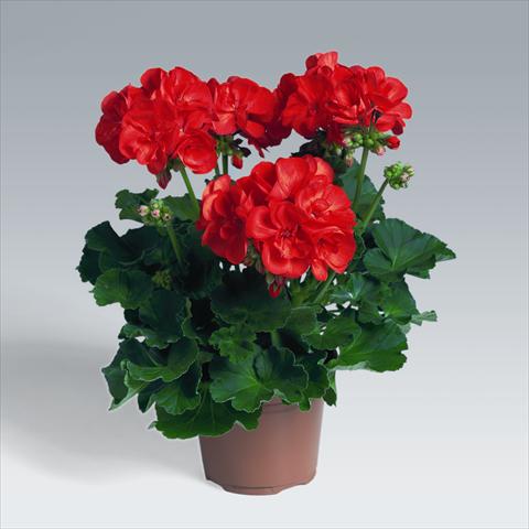 Foto de variedad de flores para ser usadas como: Tarrina de colgar / Maceta Pelargonium zonale pac® Antony