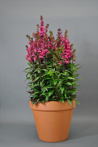 Foto de variedad de flores para ser usadas como: Maceta y planta de temporada Lobelia speciosa Starship Dee Rose