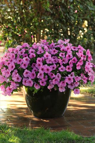 Foto de variedad de flores para ser usadas como: Maceta y planta de temporada Petunia x hybrida Easy Wave Pink Passion