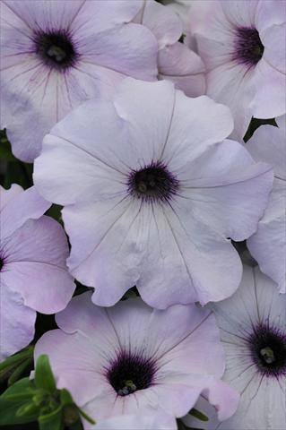 Foto de variedad de flores para ser usadas como: Maceta y planta de temporada Petunia x hybrida Easy Wave Silver