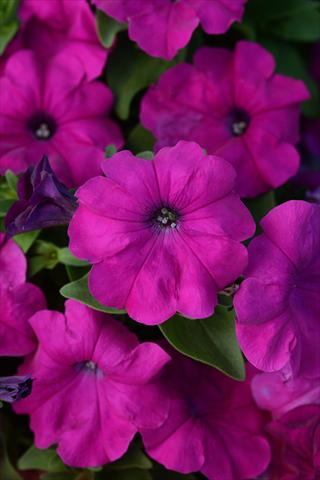 Foto de variedad de flores para ser usadas como: Maceta y planta de temporada Petunia x hybrida Lo Rider Violet