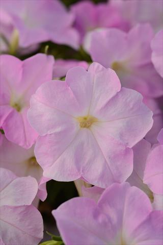 Foto de variedad de flores para ser usadas como: Maceta y planta de temporada Petunia x hybrida Mirage Pink Chiffon