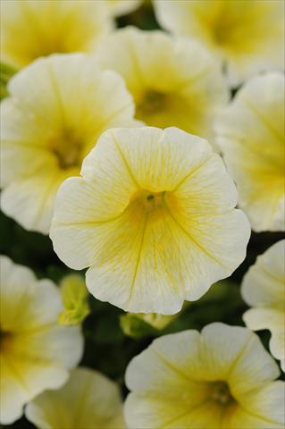 Foto de variedad de flores para ser usadas como: Maceta y planta de temporada Petunia x hybrida Shock Wave Yellow