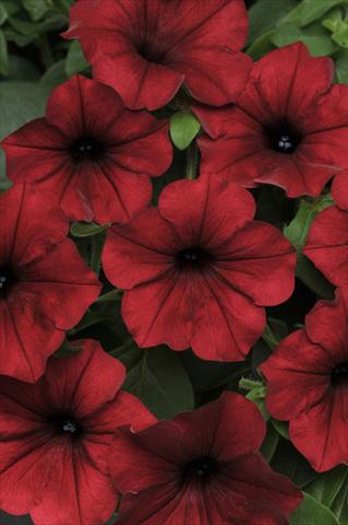 Foto de variedad de flores para ser usadas como: Maceta y planta de temporada Petunia x hybrida Tidal Wave Red Velour