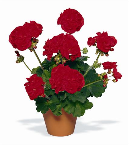 Foto de variedad de flores para ser usadas como: Maceta o Tarrina de colgar Pelargonium zonale pac® Victor