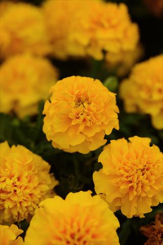 Foto de variedad de flores para ser usadas como: Maceta y planta de temporada Tagetes erecta Hot Pak Gold