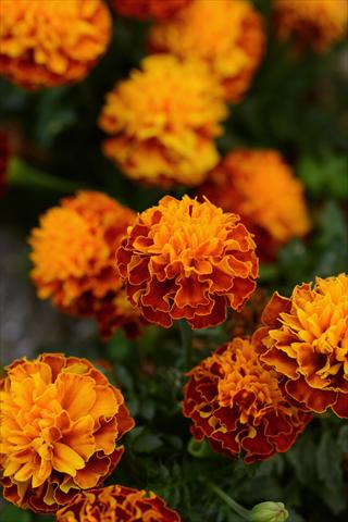 Foto de variedad de flores para ser usadas como: Maceta y planta de temporada Tagetes erecta Hot Pak Harmony