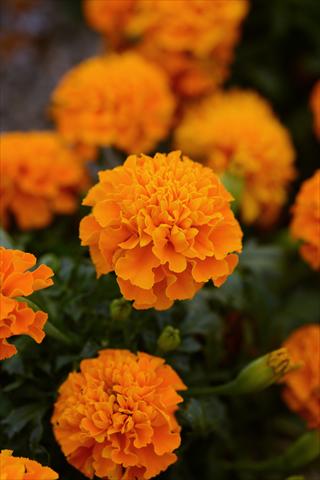Foto de variedad de flores para ser usadas como: Maceta y planta de temporada Tagetes erecta Hot Pak Orange