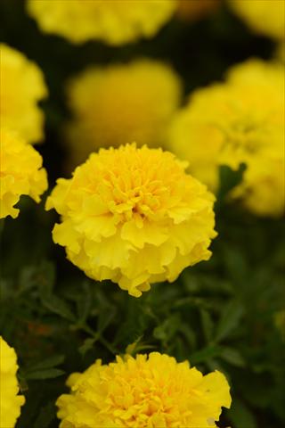 Foto de variedad de flores para ser usadas como: Maceta y planta de temporada Tagetes erecta Hot Pak Yellow