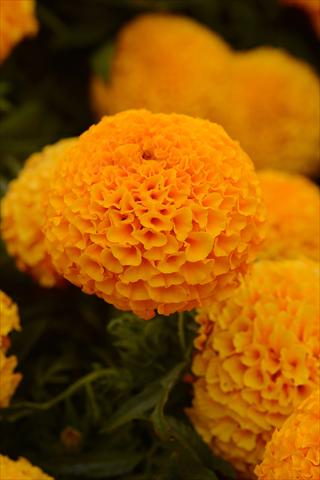 Foto de variedad de flores para ser usadas como: Maceta y planta de temporada Tagetes erecta Taishan Orange Improved