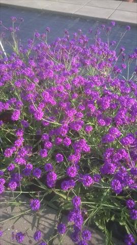 Foto de variedad de flores para ser usadas como: Maceta y planta de temporada Verbena rigida Santos