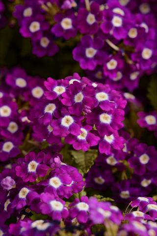 Foto de variedad de flores para ser usadas como: Maceta y planta de temporada Verbena hybrida Quartz Violet Eye