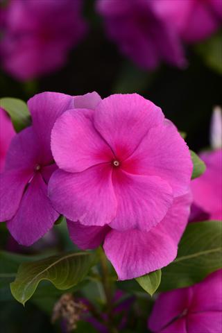 Foto de variedad de flores para ser usadas como: Maceta y planta de temporada Catharanthus roseus - Vinca Valiant Lilac