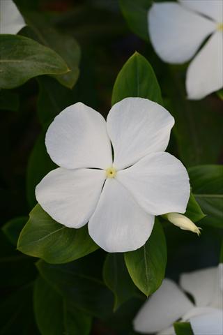 Foto de variedad de flores para ser usadas como: Maceta y planta de temporada Catharanthus roseus - Vinca Valiant Pure White