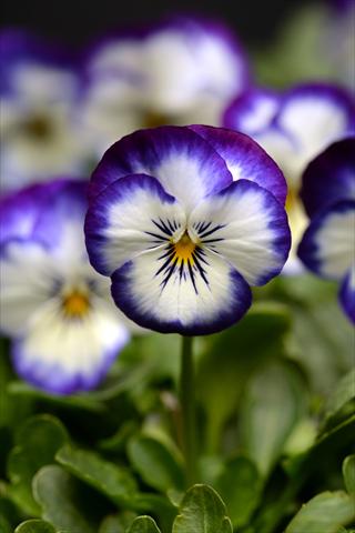 Foto de variedad de flores para ser usadas como: Maceta y planta de temporada Viola cornuta Sorbet Coconut Swirl XP