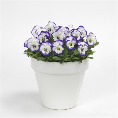 Foto de variedad de flores para ser usadas como: Maceta y planta de temporada Viola cornuta Sorbet Picotee Coconut Swirl XP, Improved