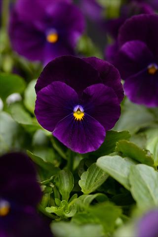 Foto de variedad de flores para ser usadas como: Maceta y planta de temporada Viola cornuta Sorbet Purple Improved XP