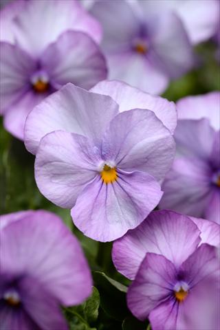 Foto de variedad de flores para ser usadas como: Maceta y planta de temporada Viola cornuta Sorbet XP Lavender Pink