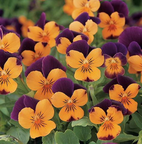 Foto de variedad de flores para ser usadas como: Maceta y planta de temporada Viola cornuta Sorbet XP Orange Jump Up