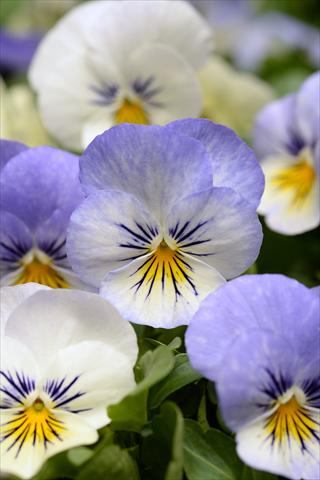 Foto de variedad de flores para ser usadas como: Maceta y planta de temporada Viola cornuta Sorbet XP Purple YTT