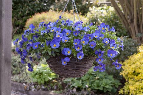 Foto de variedad de flores para ser usadas como: Maceta o cesta de trasplante Viola wittrockiana Cool Wave Blue Skies