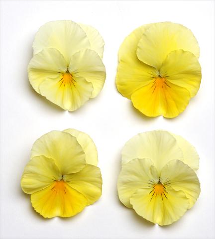 Foto de variedad de flores para ser usadas como: Maceta o cesta de trasplante Viola wittrockiana Cool Wave Lemon Suprise