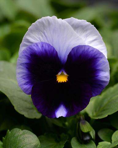Foto de variedad de flores para ser usadas como: Maceta o cesta de trasplante Viola wittrockiana Promise Beaconsfield