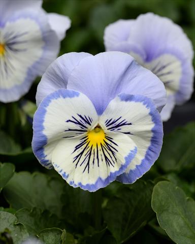 Foto de variedad de flores para ser usadas como: Maceta o cesta de trasplante Viola wittrockiana Promise Blue White Whiskers