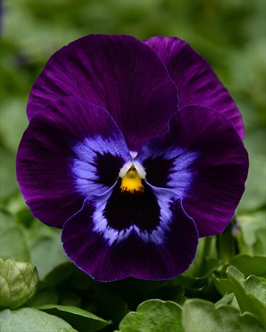 Foto de variedad de flores para ser usadas como: Maceta o cesta de trasplante Viola wittrockiana Promise Denim