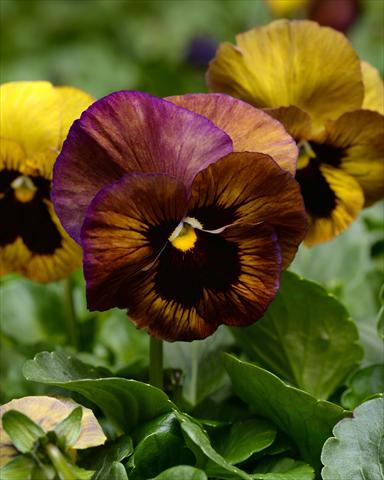 Foto de variedad de flores para ser usadas como: Maceta o cesta de trasplante Viola wittrockiana Promise Stormy Skies