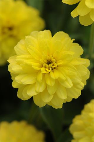 Foto de variedad de flores para ser usadas como: Maceta y planta de temporada Zinnia marylandica Zahara Double Yellow
