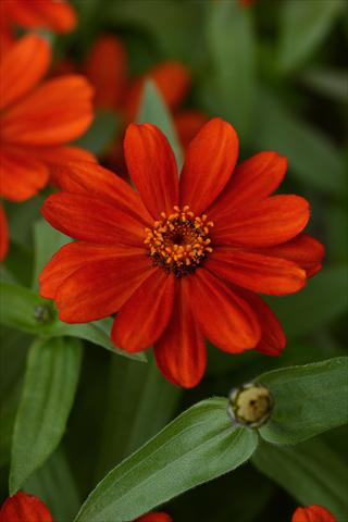 Foto de variedad de flores para ser usadas como: Maceta y planta de temporada Zinnia marylandica Zinnia Zahara Red