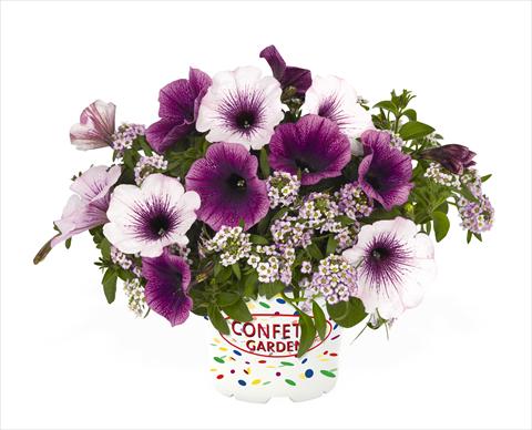 Foto de variedad de flores para ser usadas como: Tarrina de colgar / Maceta 3 Combo RED FOX Confetti Garden Yolo Glossy Grape
