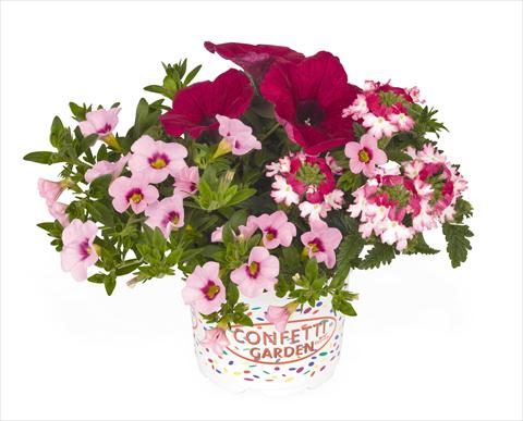 Foto de variedad de flores para ser usadas como: Tarrina de colgar / Maceta 3 Combo RED FOX Confetti Garden Hot Pink Jazz