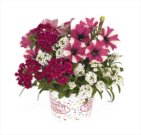 Foto de variedad de flores para ser usadas como: Tarrina de colgar / Maceta 3 Combo RED FOX Confetti Garden Peppy Cerise