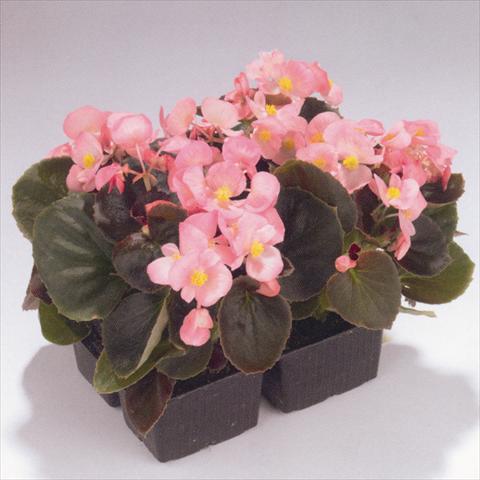 Foto de variedad de flores para ser usadas como: Planta de temporada / borde del macizo Begonia semperflorens Havana Pink