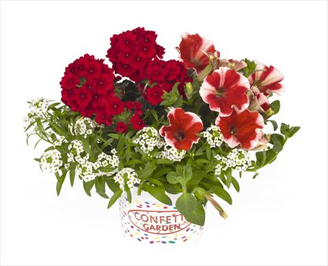 Foto de variedad de flores para ser usadas como: Tarrina de colgar / Maceta 3 Combo RED FOX Confetti Garden Peppy Red